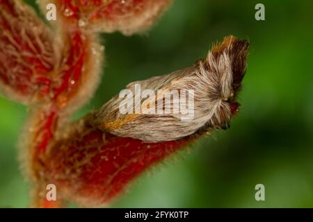 Puss Moth Caterpillar della Southern Flannel Moth, Megalopyge opercularis, su un peloso impianto di heliconia nella foresta pluviale della Costa Rica. Foto Stock