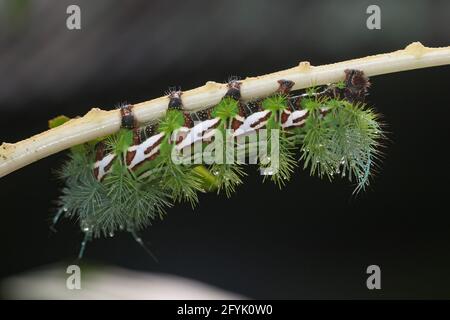 La larva o caterpillar della Silk Moth, Automeris zugana, su un ramo nella foresta pluviale della Costa Rica. Foto Stock