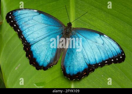 Una farfalla Morpho comune, Morpho peleides, su una foglia di heliconia in Costa Rica. Foto Stock
