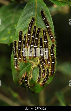 Caterpillars o larve di una specie di falena o di falena di latta, genere Euglyphis, su una foglia nella foresta di nubi della Costa Rica. Foto Stock