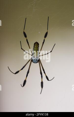 La vista dorsale di una femmina Golden Orb Spider, Trichonefila clavipes, sul suo web in Costa Rica. Foto Stock