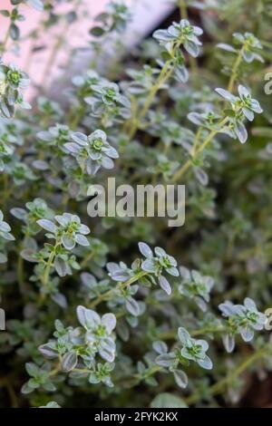 Origano fresco, origano vulgare, sfondo di marjoram selvatico. Foglie verdi di piante da fiore aromatiche sane fresche, erbe perenni, u Foto Stock