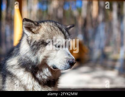 Un pastore malamuto dell'Alaska bello e gentile siede in un contenitore Foto Stock