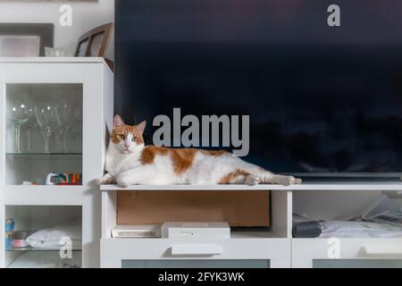 gatto bianco e marrone con gli occhi gialli giace su a. Mobili accanto al televisore Foto Stock