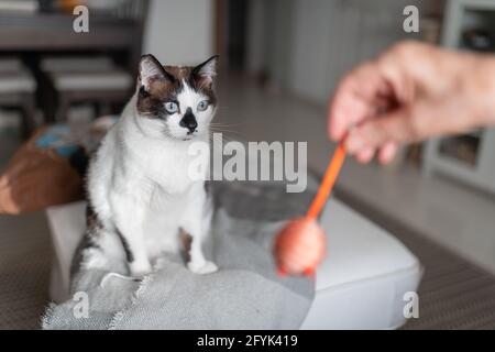 gatto bianco e nero con gli occhi blu seduti su un divano, gioca con un giocattolo Foto Stock