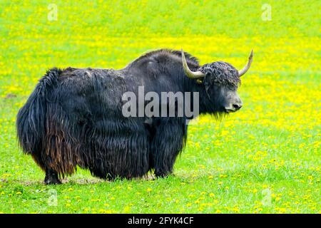 Lungo capelli bacca domestica, bos grunniens si trova in un prato fiorito Foto Stock