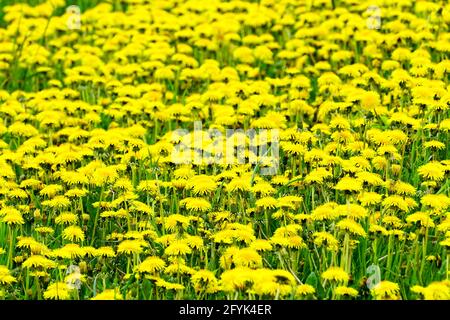 vista colorata di un prato con molti diandelioni gialli in fiore in una giornata di sole Foto Stock