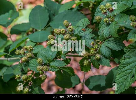 Gamba lunga marrone daddy di dimensioni complete che cammina lentamente sopra il bacche nere sul cespuglio nella chioseup foresta su un giornata di sole in primavera Foto Stock