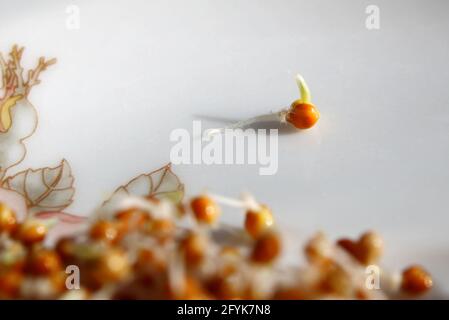Macro di germinazione seme di miglio su una piastra. Foto Stock