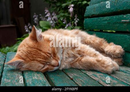 Un gattino sta dormendo dolcemente sulla vecchia panchina di legno, Melikhovo, regione di Mosca, Russia Foto Stock