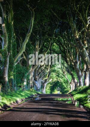 La strada fiancheggiata da alberi di faggio del XVIII secolo conosciuta come Dark Hedges nella contea di Antrim, Irlanda del Nord. Un luogo di ripresa per il Trono di Spade. Foto Stock