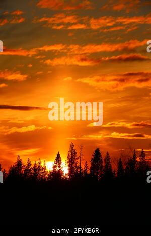 Tramonto arancione dorato con nuvole sulla silhouette della foresta. Foto Stock