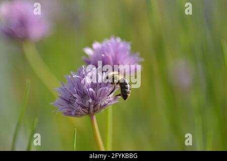 L'ape di miele si siede su un fiore di erba cipollina Foto Stock