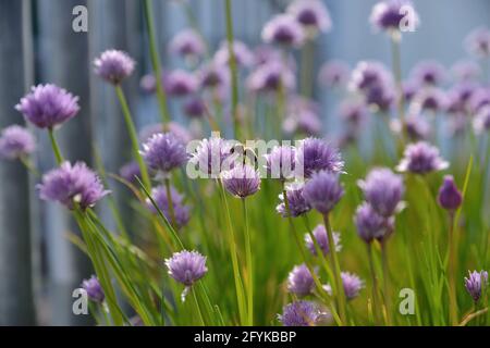 L'ape di miele si siede su un fiore di erba cipollina Foto Stock