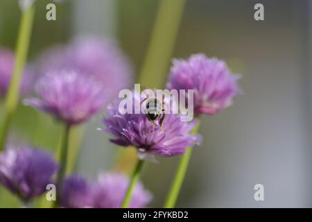 L'ape di miele si siede su un fiore di erba cipollina Foto Stock