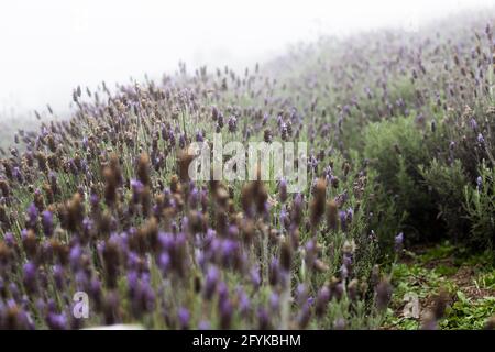Primo piano di fiori di lavanda viola che crescono su una collina Foto Stock