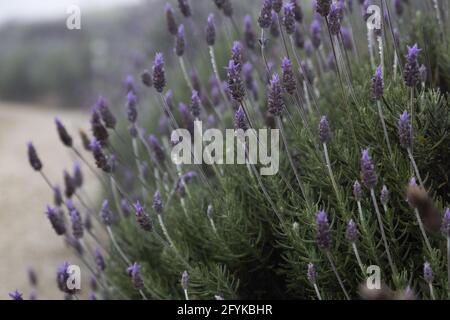 Primo piano di fiori di lavanda viola che crescono su una collina Foto Stock