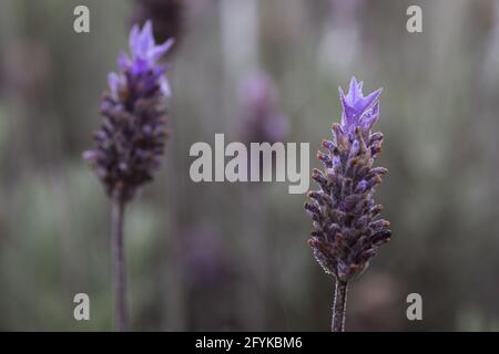 Fuoco poco profondo di fiori viola lavanda che crescono su una collina Foto Stock