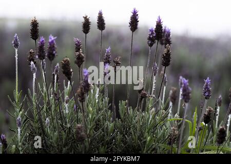 Primo piano di fiori di lavanda viola che crescono su una collina Foto Stock