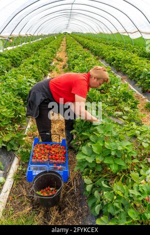 Raccolta di fragole, aiuto alla raccolta, coltivazione di fragole all'aperto, sotto un tunnel di fiorini, giovani piantine di fragole che crescono, in diversi gradi Foto Stock