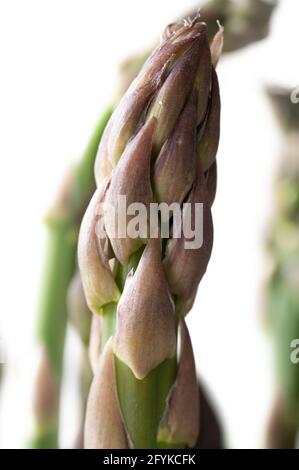 Testa di un gambo di Asparagi su sfondo bianco Foto Stock