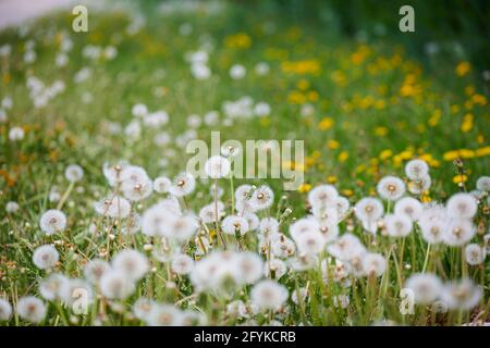 un enorme campo di dandelioni gialli e bianchi Foto Stock