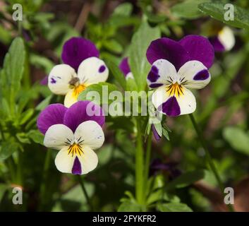 Pansies giardino in piena fioritura. Foto Stock