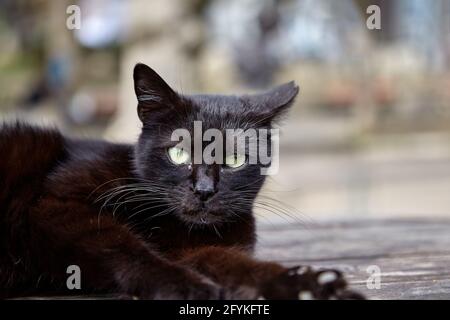 Il gatto maschio nero randagio sta riposando sul tavolo nel parco cittadino. Foto Stock