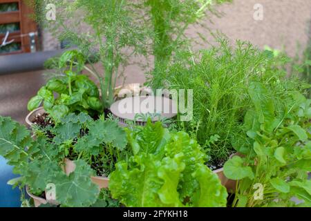 Un alto giardino verticale si trova su un balcone appartamento (patio) con kale fresco, insalata verde, finocchio, camomilla e basilico piantato nel piano superiore. Foto Stock