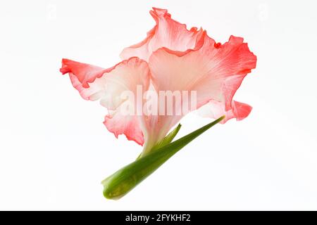 Fiore di arancio di un gladiolo Foto Stock