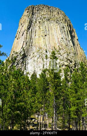 Devils Tower è un butte, forse laccolitico, composto di roccia ignea nel quartiere di Bear Lodge Ranger delle Black Hills, vicino a Hulett e Sundance Foto Stock