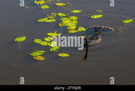 Un anhinga (anhinga anhinga) che nuota nel lago delle lattughe tra foglie di lillies d'acqua. Il corpo è sotto l'acqua, immerso, con le piume della coda visualizzate. ITS Foto Stock