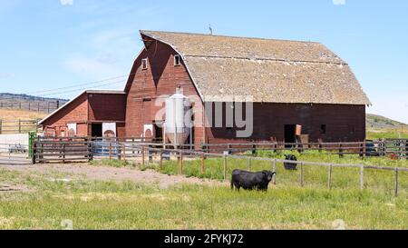 Ellensburg, WA, USA - 26 maggio 2021; tradizionale paesaggio rurale americano occidentale fattoria con fienile rosso e bestiame Foto Stock