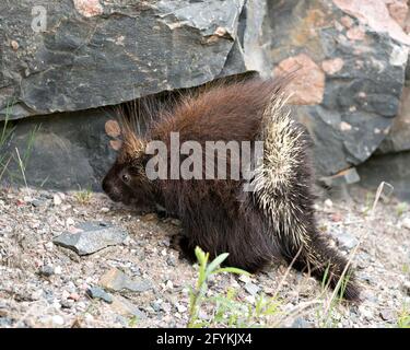 Vista ravvicinata dell'animale istrice camminando sulla ghiaia sul lato della strada con fogliame in primo piano e sfondo roccioso nel suo ambiente. Foto Stock