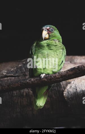 pappagallo amazzone con facciata bianca (Amazona albifrons) sul ramo Foto Stock