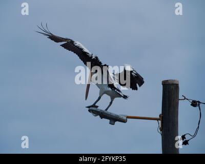 Azione di bilanciamento. Pronto per il decollo! Australiano Pelican in cima a una strada di luce, le ali allungate pronto a volare Foto Stock