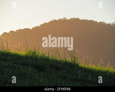 Il sole del tardo pomeriggio si tramonta sulla collina illuminando le cime reedy dell'erba verde, donandogli un'eterea luce soffusa e uno sfondo frizzante Foto Stock