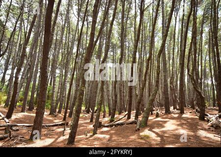 Fitta pineta con tronchi alti e nessuna vegetazione sul pavimento della foresta appena rotto fuori rami e strato di ramoscelli. Foto Stock