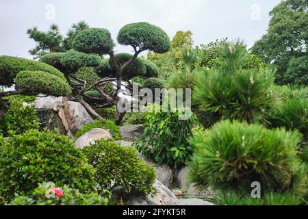 Giardino giapponese di Buenos Aires, Argentina. Particolare di piante e rocce accuratamente posizionato in questo tranquillo luogo turistico pieno di simbolismo. Foto Stock