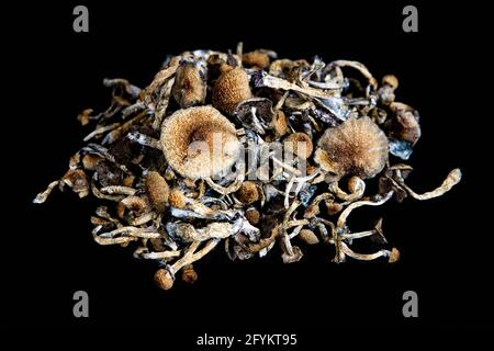 Un mucchio di funghi magici secchi Foto Stock