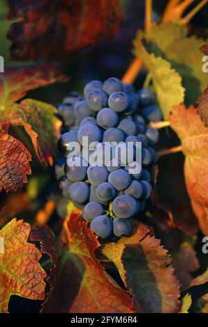 FRANCIA VAUCLUSE (84) IL LUBERON. PARCO NATURALE REGIONALE DEL LUBERON. PARTICOLARE DI VITI VICINO AL VILLAGGIO DI LA TOUR D'AIGUES IN AUTUNNO Foto Stock