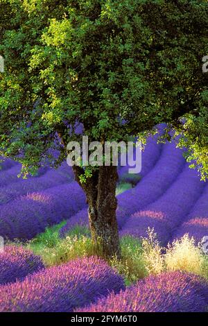 FRANCIA. VAUCLUSE (84) PLATEAU DE SAULT. CAMPO DI LAVANDA Foto Stock