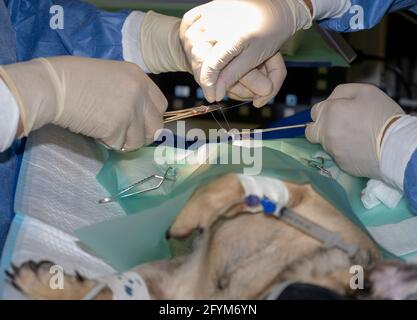 Un paio di veterinari esperti che mettono suture su un Pug durante l'intervento di sterilizzazione Foto Stock