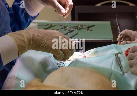 Un paio di veterinari esperti che mettono suture su un Pug durante l'intervento di sterilizzazione Foto Stock