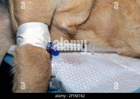Un cane si addormenta durante un intervento di sterilizzazione con una siringa di anestesia collegata alla cannula endovenosa Foto Stock