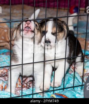 Due simpatici cuccioli Beagle di 3 settimane dietro una recinzione Foto Stock