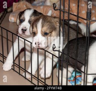 Due simpatici cuccioli Beagle di 3 settimane dietro una recinzione Foto Stock