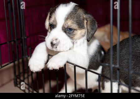 Un simpatico cucciolo di Beagle di 3 settimane dietro una recinzione Foto Stock