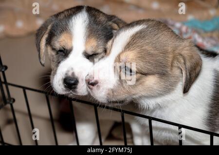 Due simpatici cuccioli Beagle di 3 settimane dietro una recinzione Foto Stock