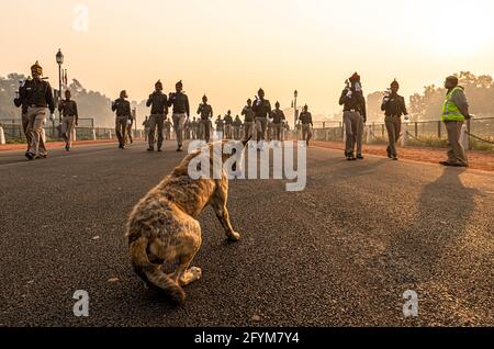 un cane è seduto sulla strada e la polizia di delhi durante le loro prove per il giorno della repubblica indiana a delhi. Foto Stock